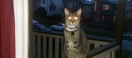 Serial killer neighbor, staring into my living roo…