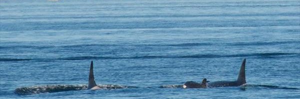 RT @komonews: Puget Sound orca pod welcomes newbor…