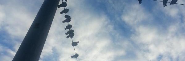 Belltown dawn bus stop pigeon poop barrage lines….