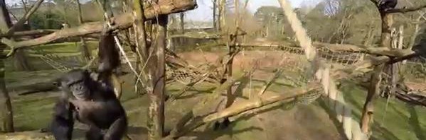 RT @jmooallem: Statues of this chimp batting drone…