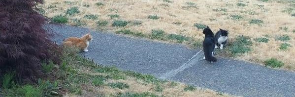 Neighborhood cats in tense standoff; more at eleve…