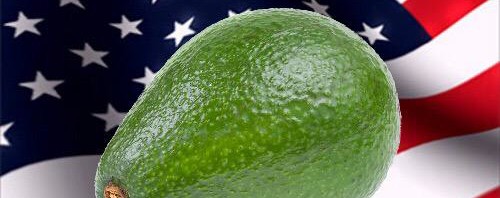 RT @avocadofact: who would you rather have in offi…