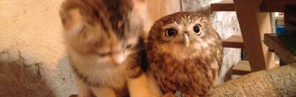 RT @dansinker: HOLY SHIT. RT @EmrgencyKittens: I c…