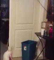 RT @BinAnimals: Fully Automated Luxury Binanimals….