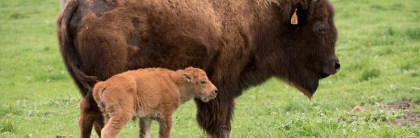 RT @Fermilab: What would you call our new baby bis…