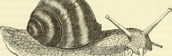 RT @atlasobscura: Psychic snail sex couldn’t repla…