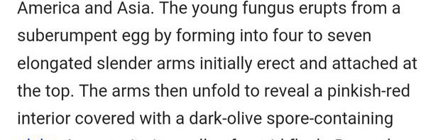 TIL about Clathrus archeri, the “octopus stinkhorn…