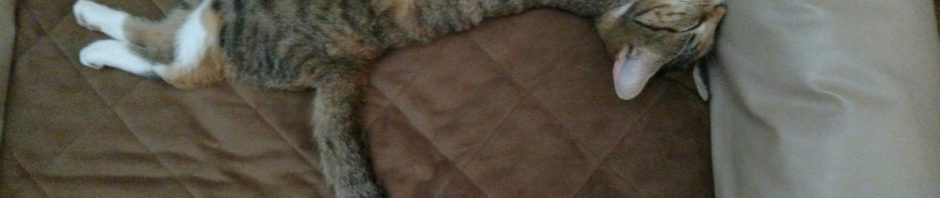 RT @scalzi: Have a kitten picture. This day alread…