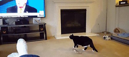 RT @kevinddaly: Animals always know. #NeverTrump #…