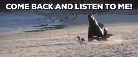 RT @JShahryar: Sea lions, bro… https://t.co/QMcN…