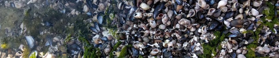 Pemaquid Point sorts seashells by the sea shore. h…